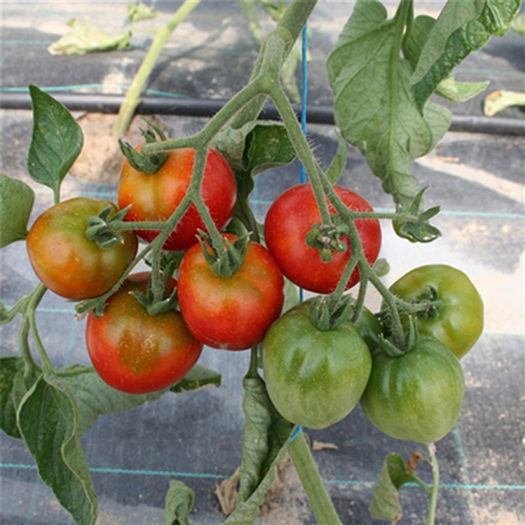 Tomate Stupice NT - Ferme de Sainte Marthe