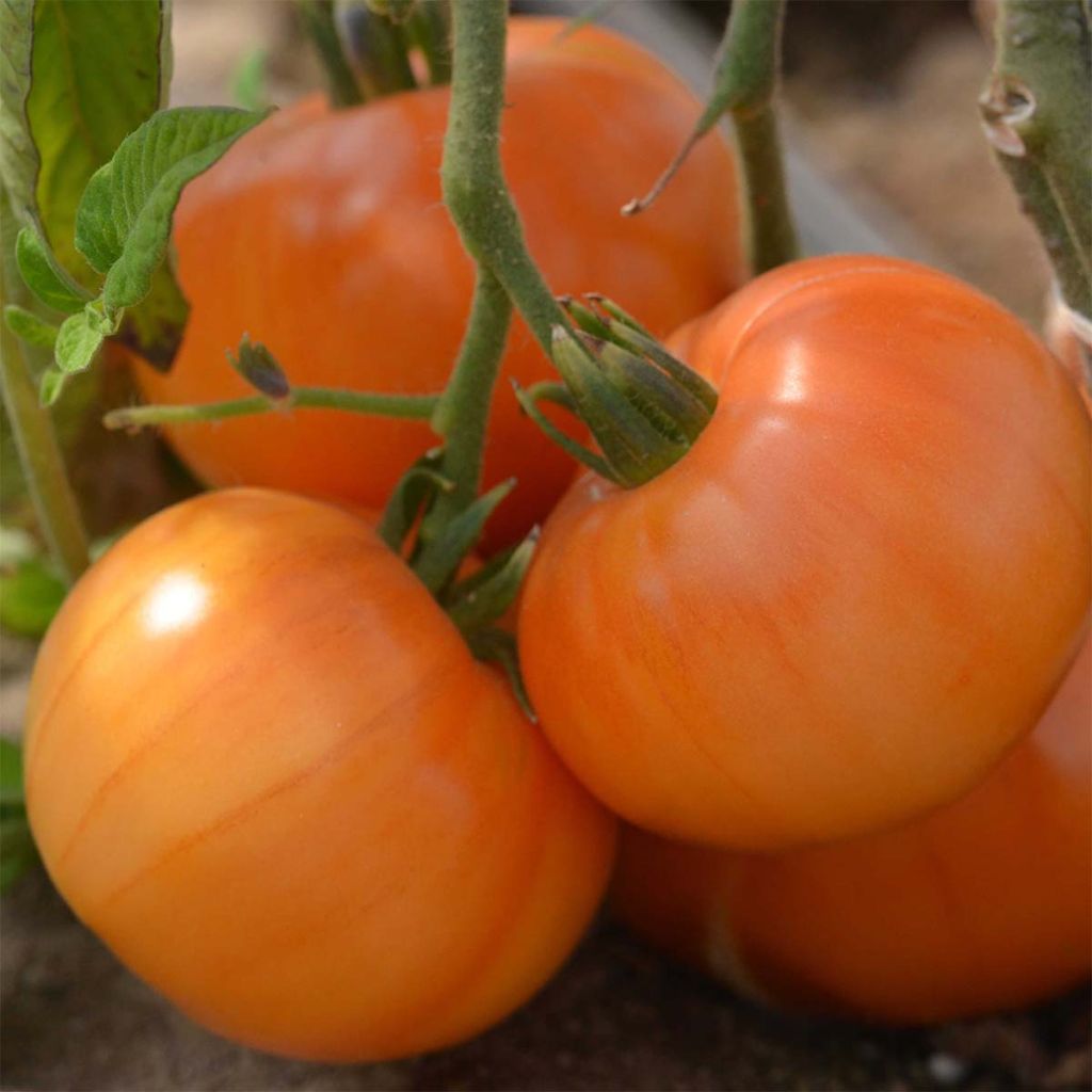 Tomate Summer Cider Bio - Ferme de Sainte Marthe