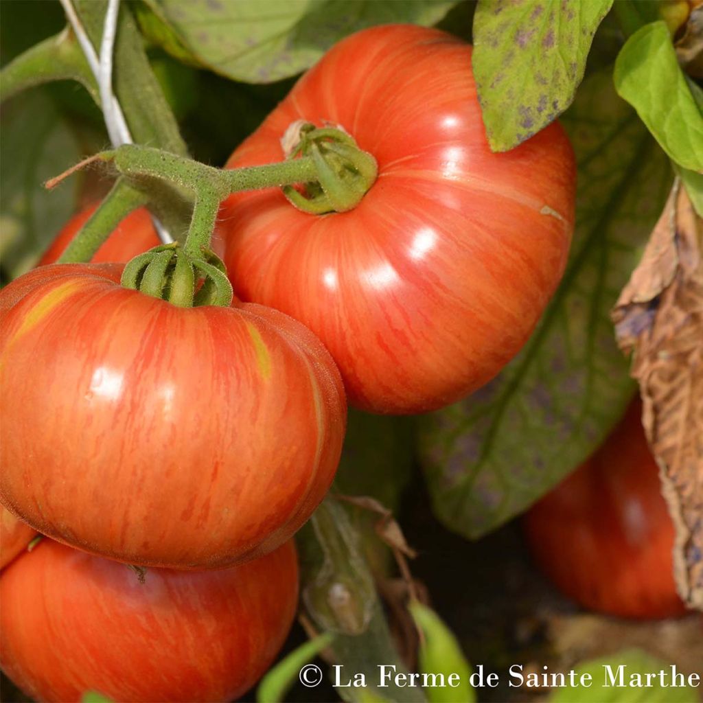 Tomate Vintage wine Bio - Ferme de Sainte Marthe