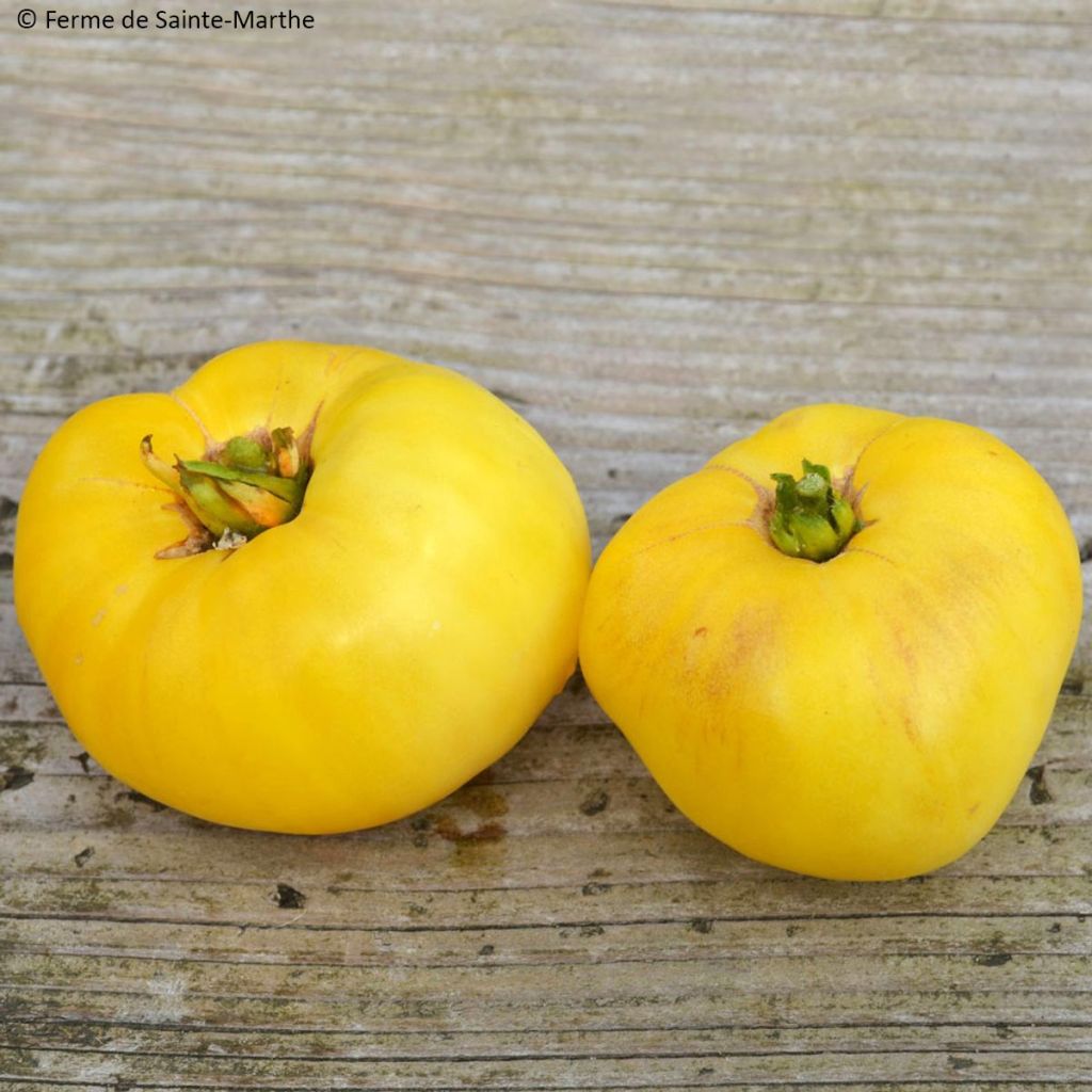 Tomate Yellow 1884 Pinkheart Bio