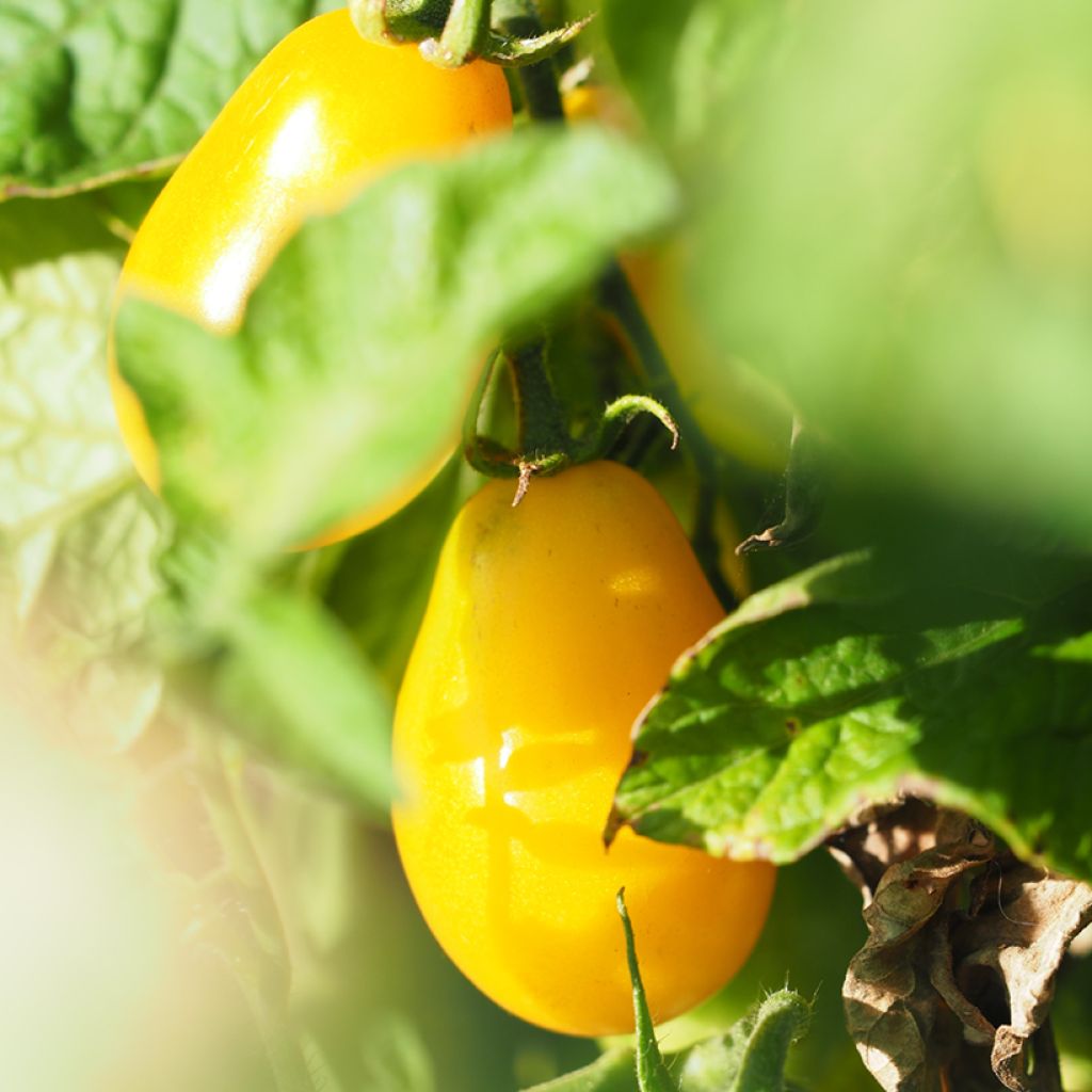 Kirschtomate Yellow Pearshaped (BIO Samen)