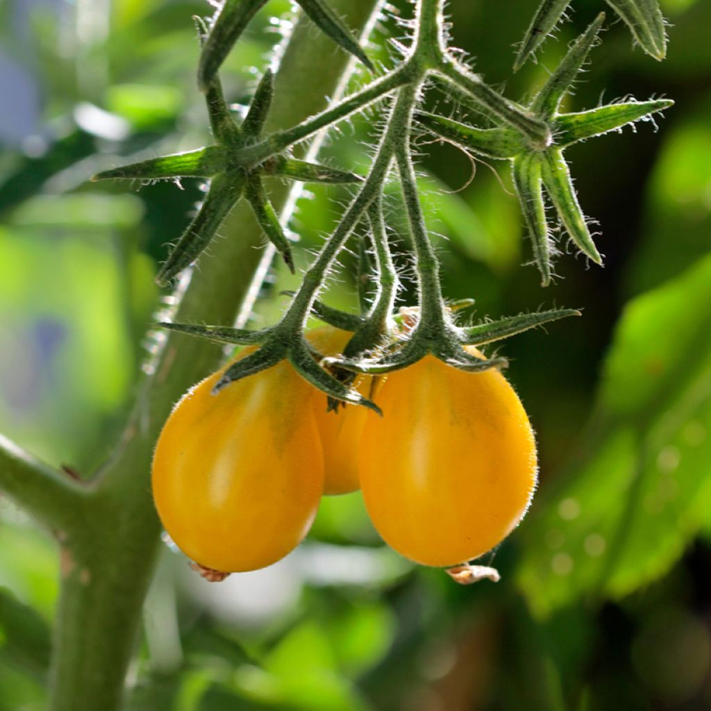 Kirschtomate Yellow Pearshaped (BIO Samen)