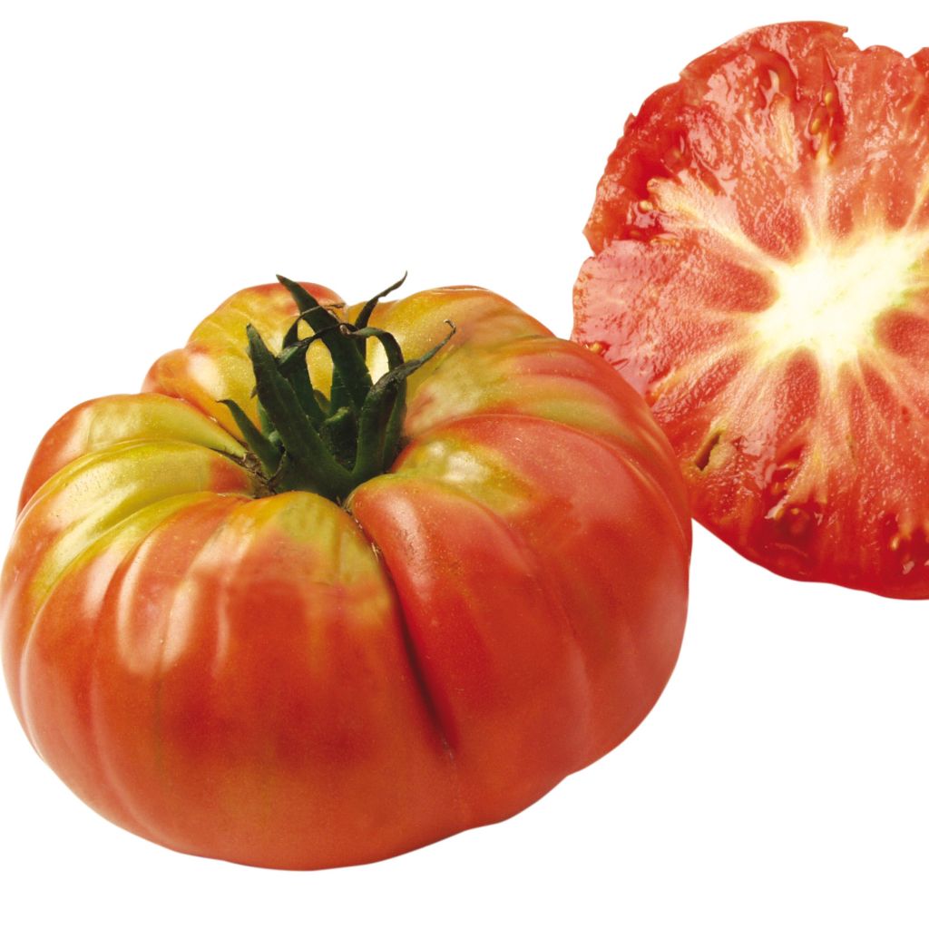 Tomate Potiron écarlate