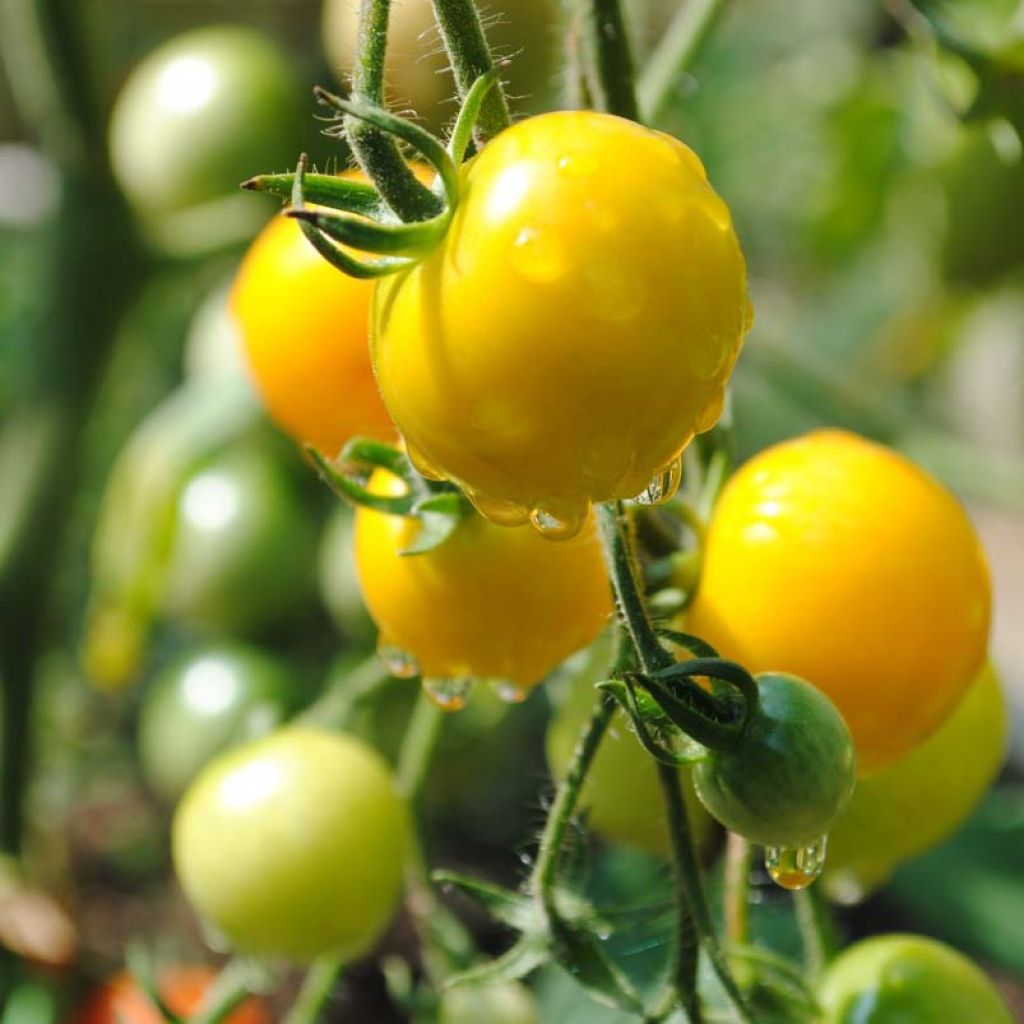 Kirschtomate Cherry Yellow