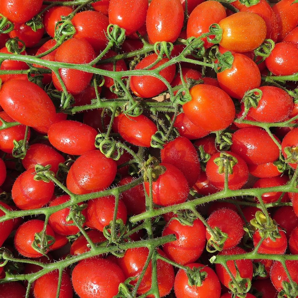 Kirschtomate Santonio F1 (Veredelte Tomate)