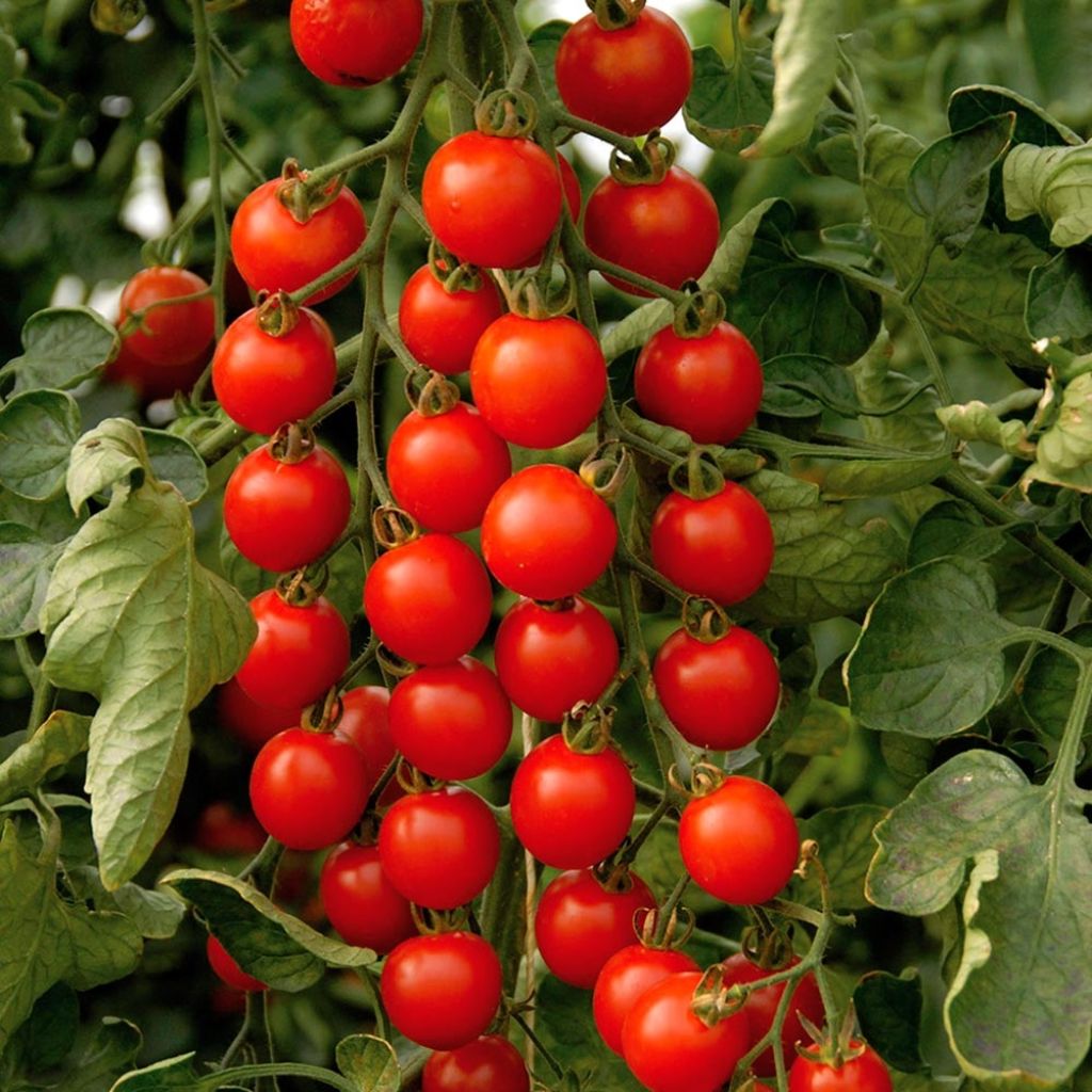 Kirschtomate Supersweet 100 (Veredelte Tomate)