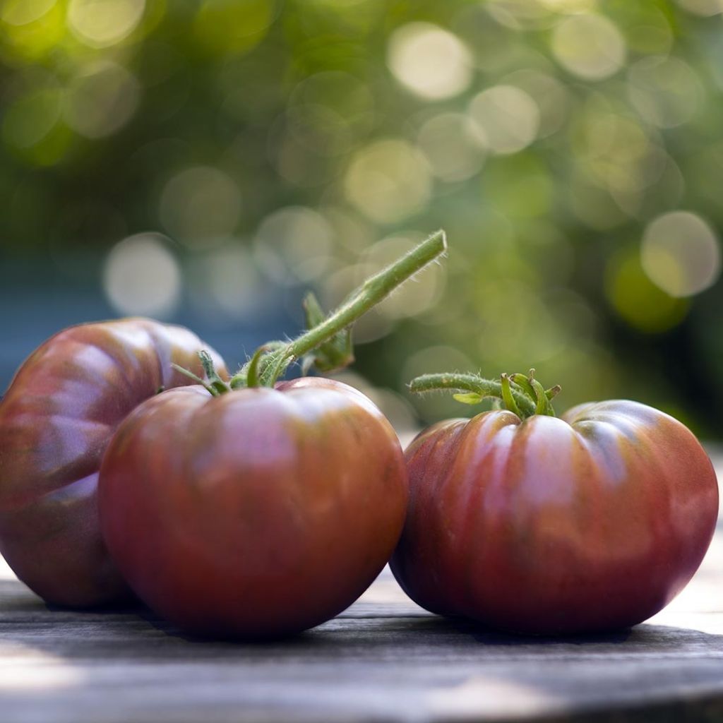 Tomate Noire de Crimée F1 (Veredelte Tomate)