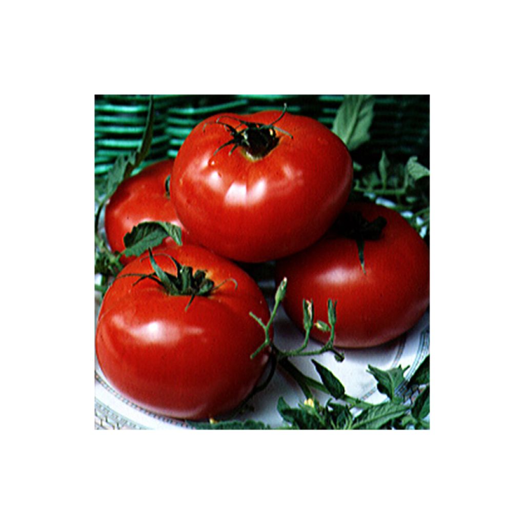 Tomate Beefmaster F1