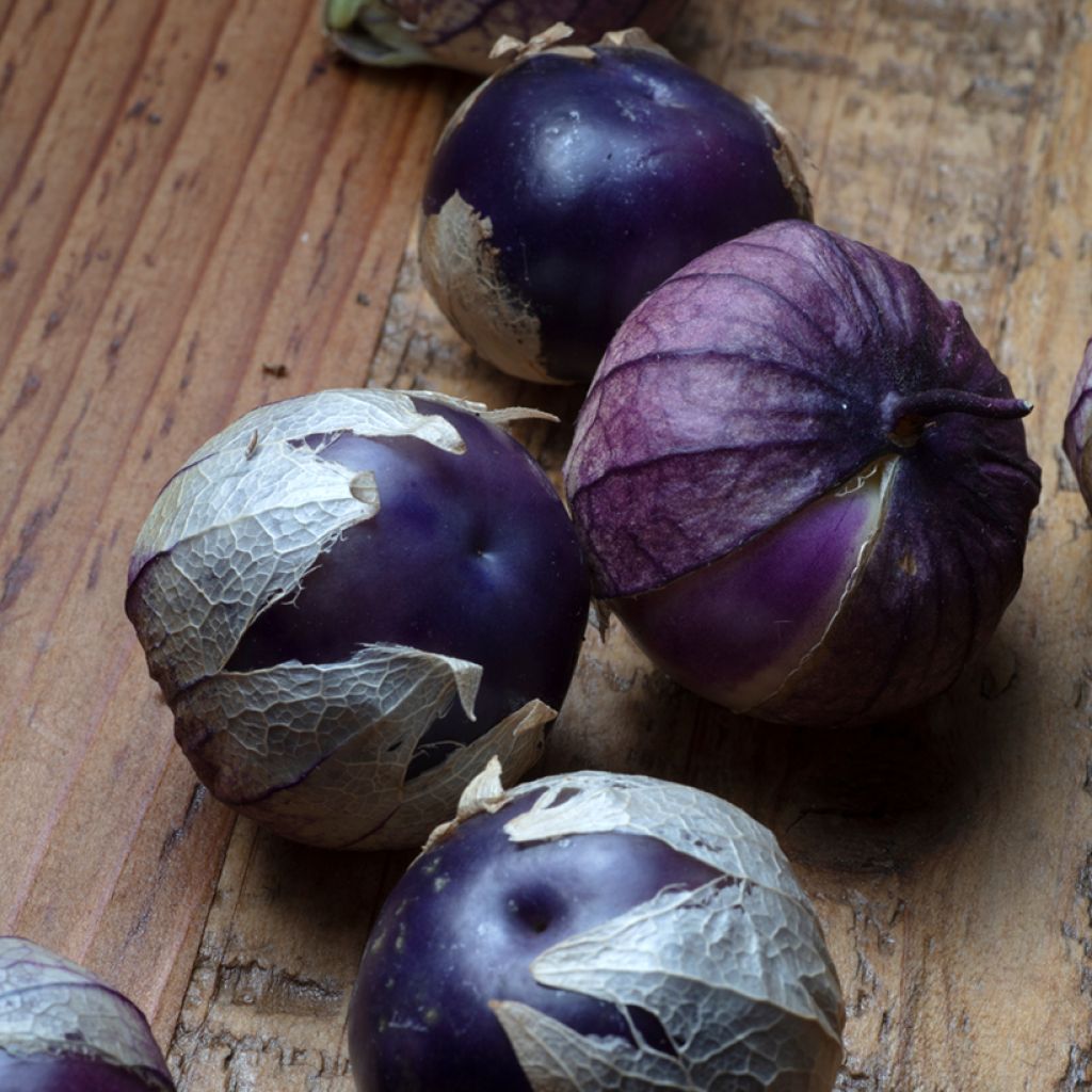 Tomatillo - Ferme de Sainte Marthe - Physalis ixocarpa