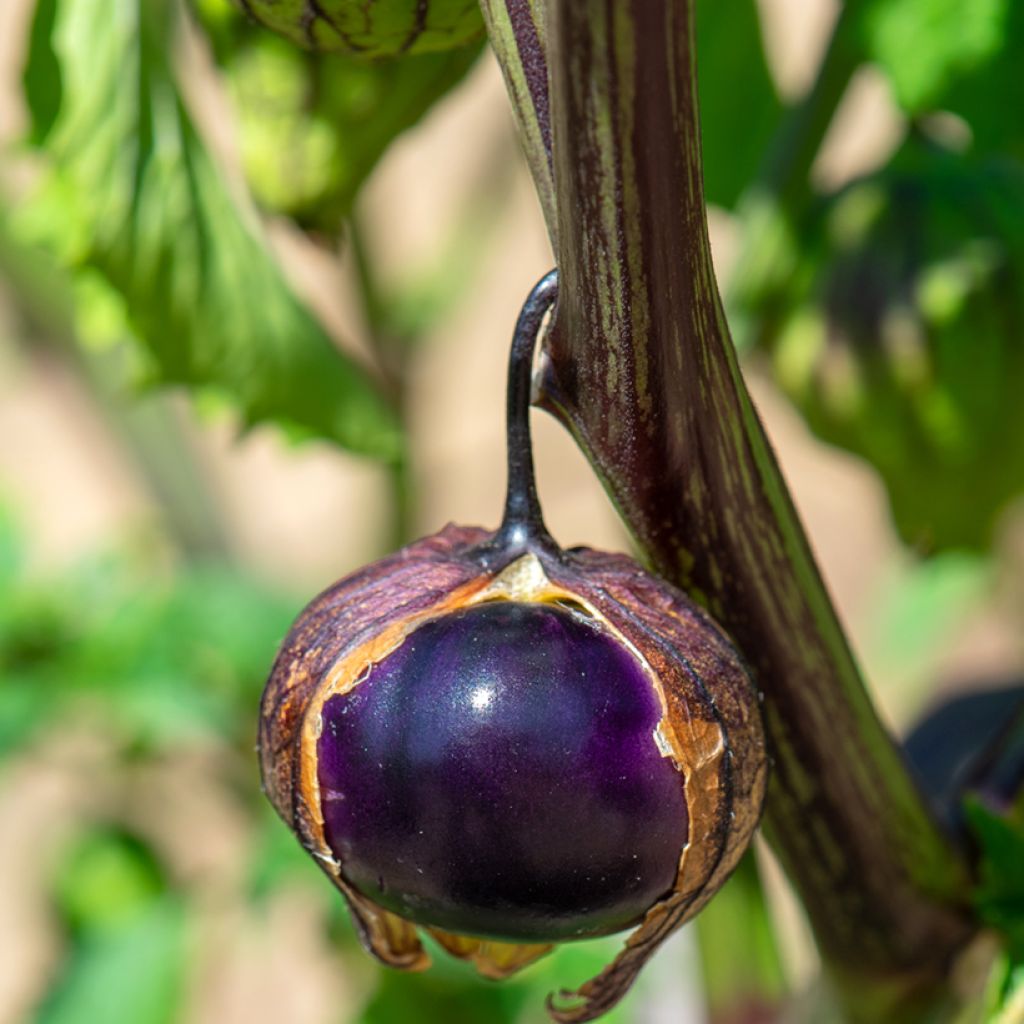 Tomatillo - Ferme de Sainte Marthe - Physalis ixocarpa