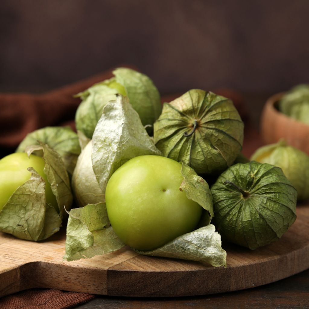 Tomatillo - Physalis ixocarpa