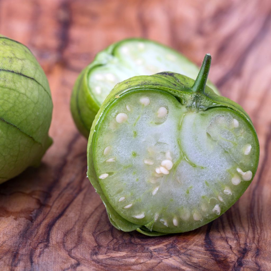 Tomatillo - Physalis ixocarpa