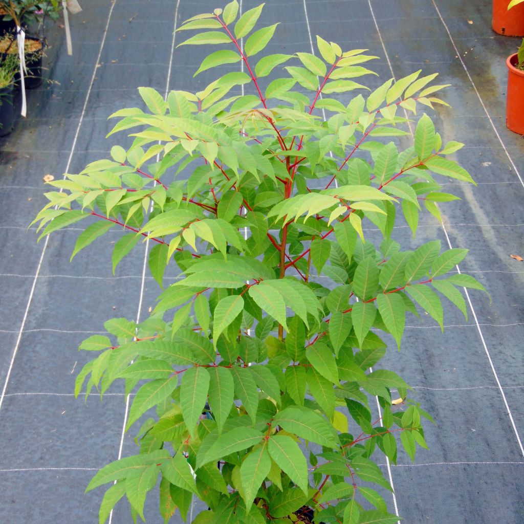 Toona sinensis Flamingo - Chinesischer Surenbaum