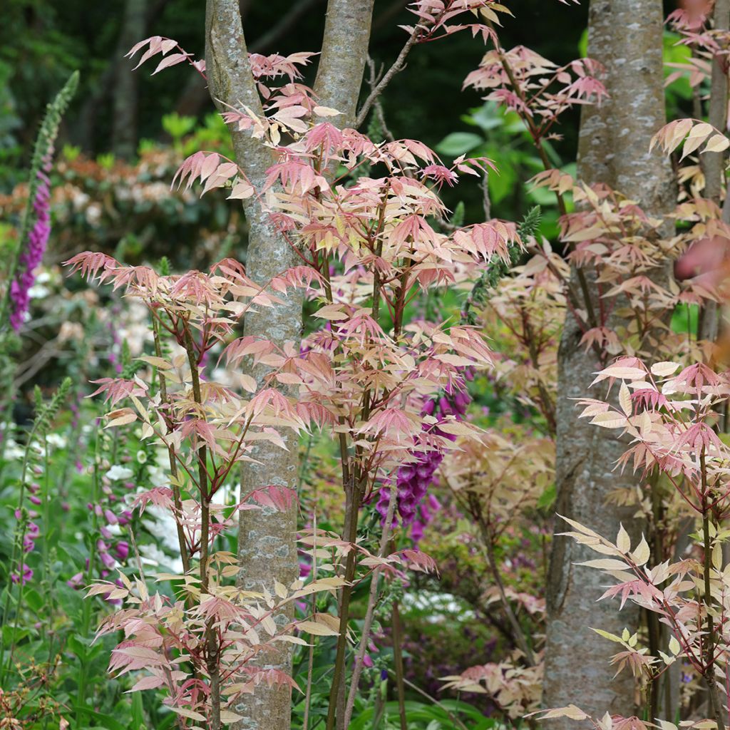 Toona sinensis Flamingo - Chinesischer Surenbaum