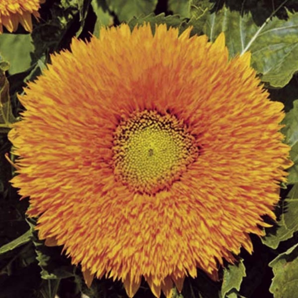 Sonnenblume Sunflower Giant yellow (Samen) - Helianthus