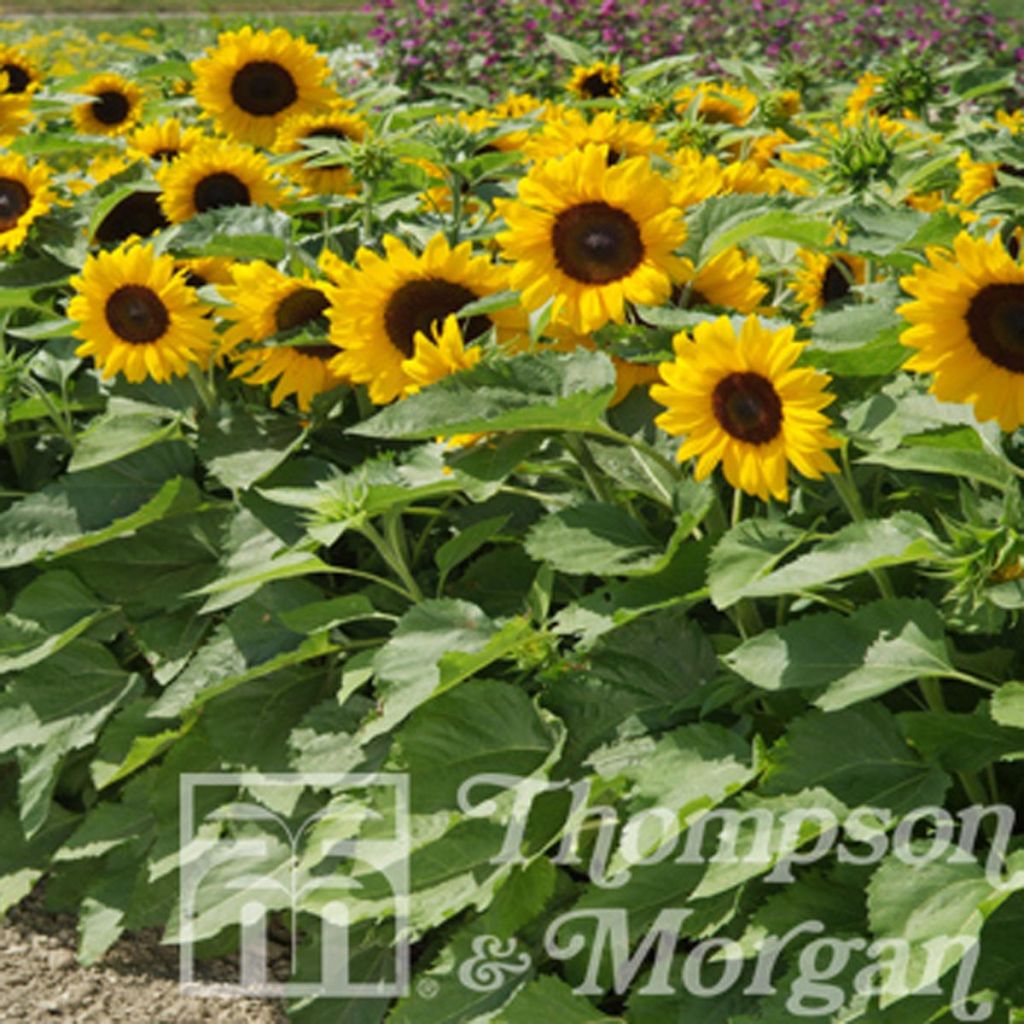 Gemeine Sonnenblume F1 Little Dorrit - Helianthus