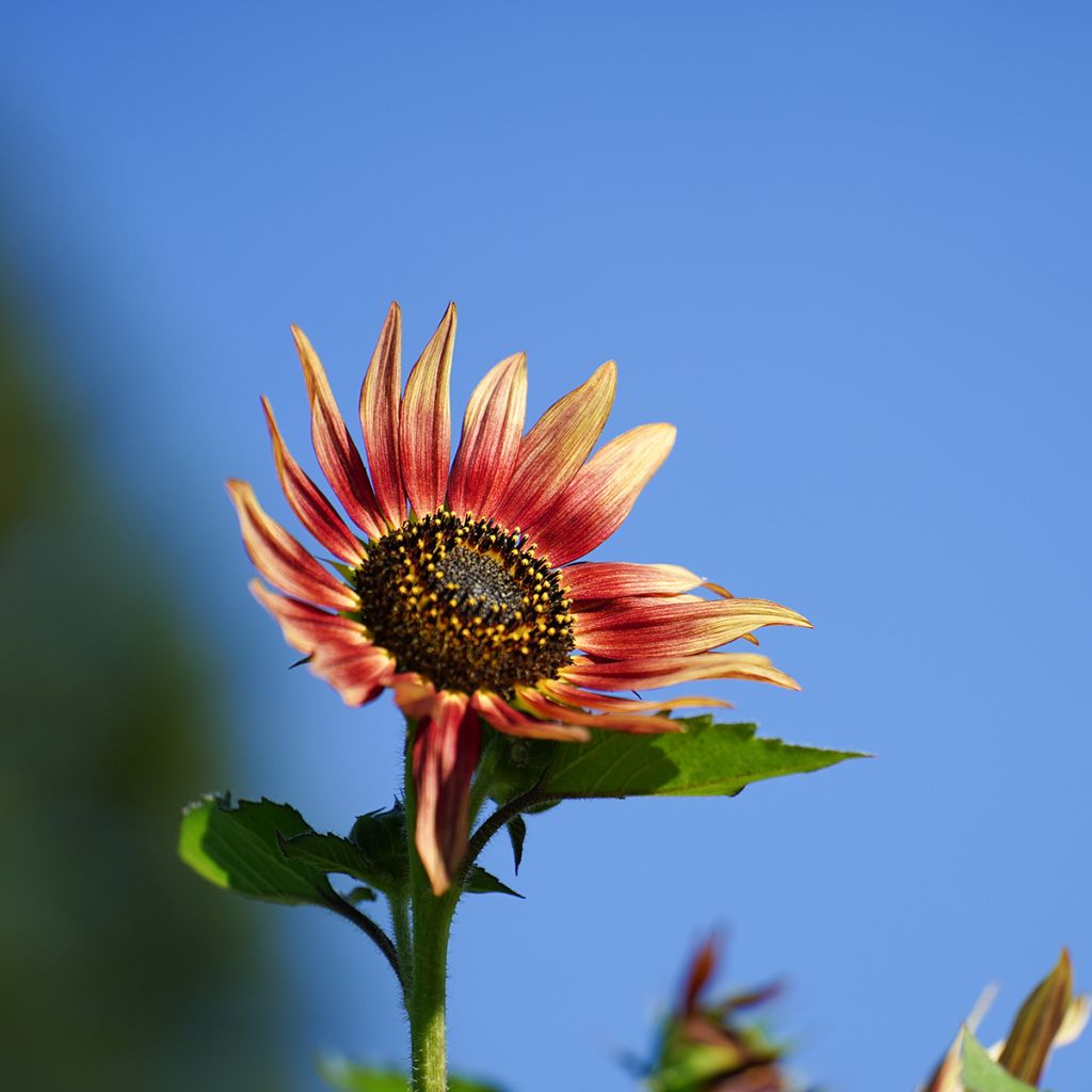 Sonnenblume Ms. Mars (Samen) - Helianthus