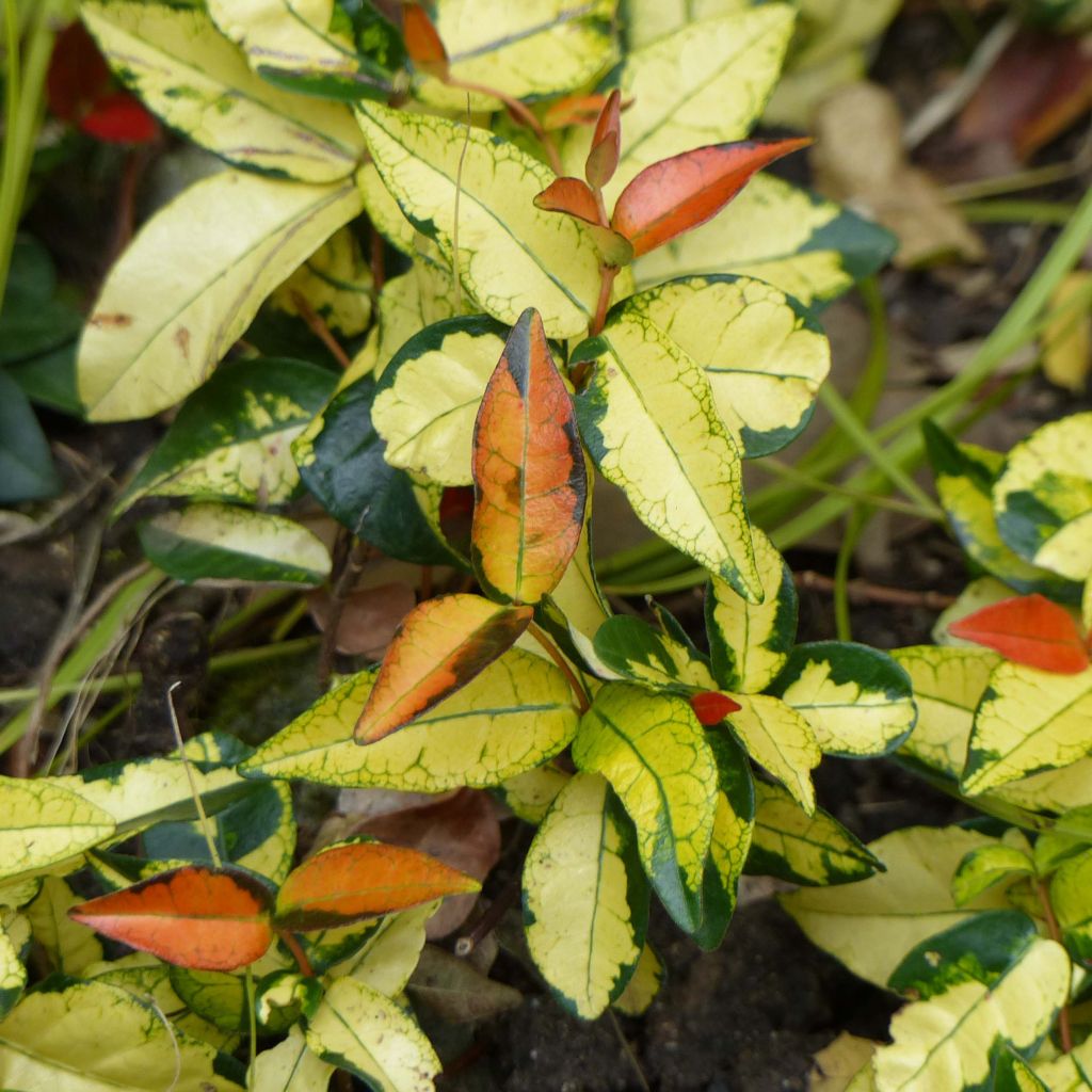 Gelber Sternjasmin Ogon-Nishiki - Trachelospermum