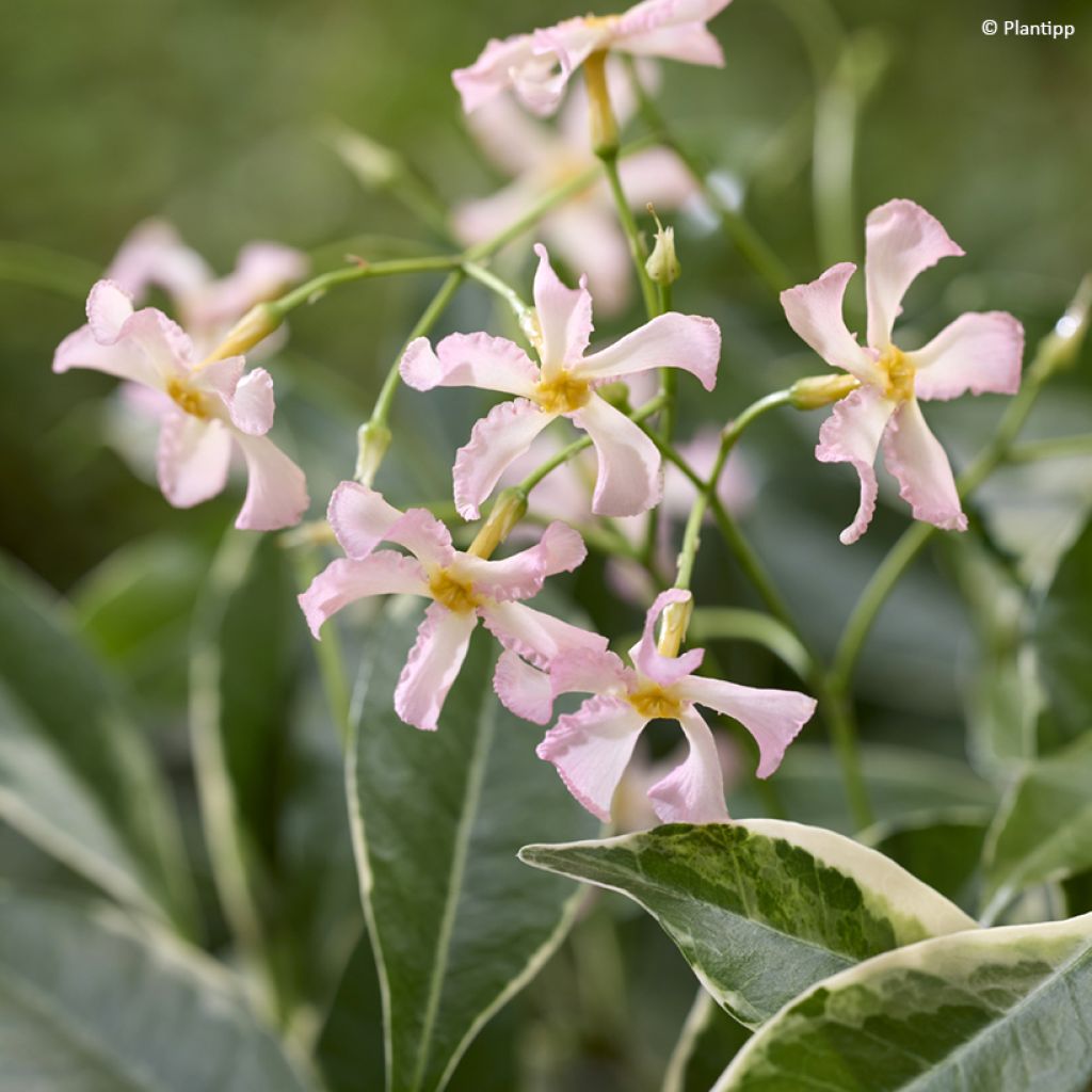 Gelber Sternjasmin Star of Milano - Trachelospermum