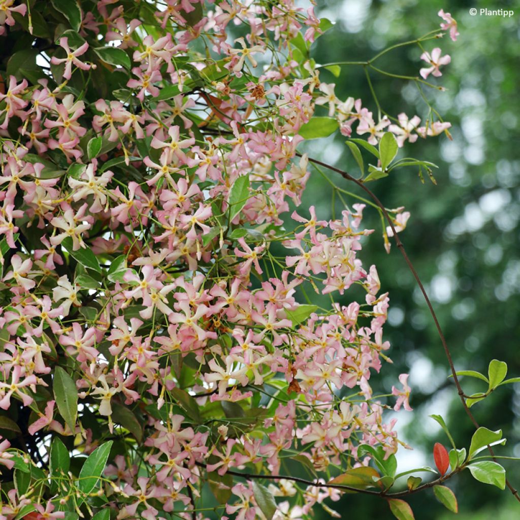 Gelber Sternjasmin Star of Milano - Trachelospermum