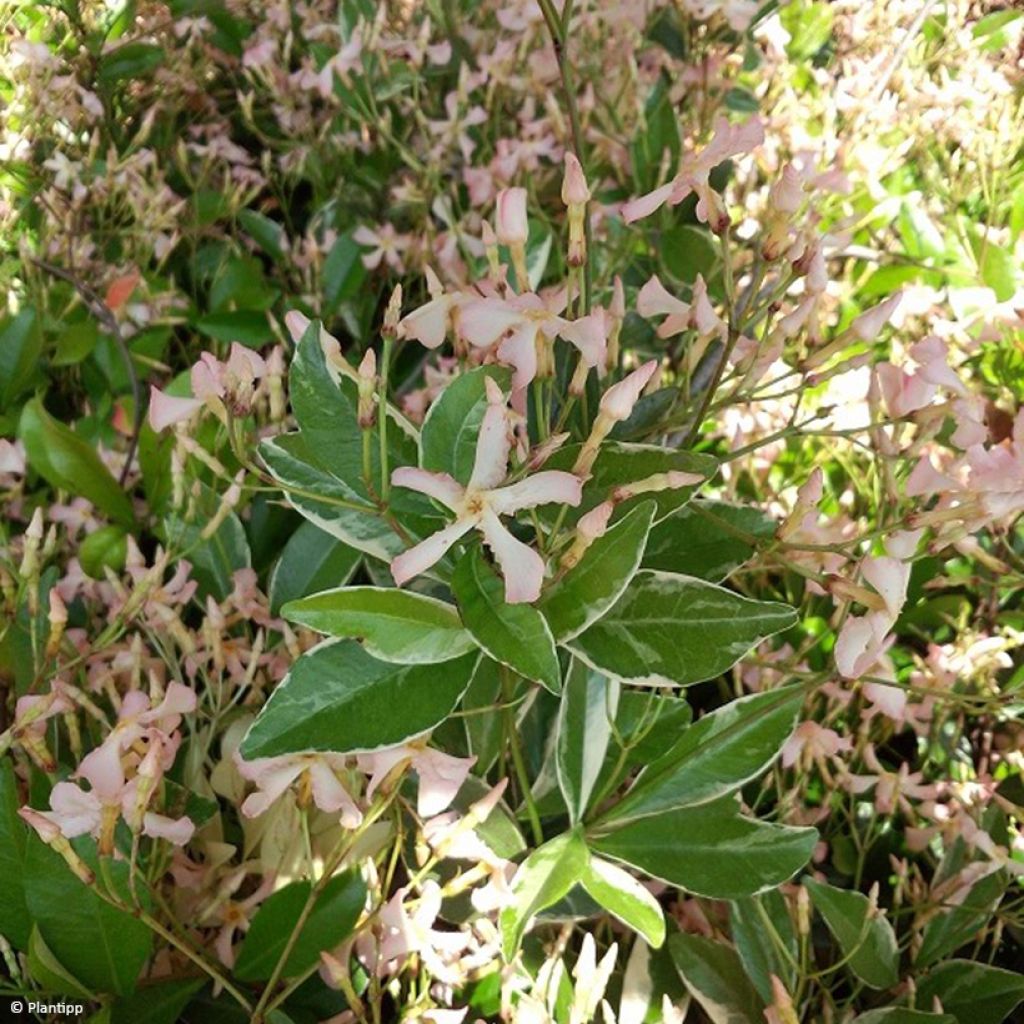 Gelber Sternjasmin Star of Milano - Trachelospermum