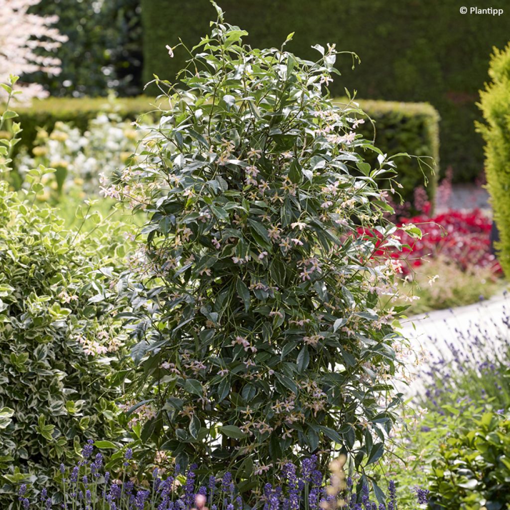 Gelber Sternjasmin Star of Milano - Trachelospermum