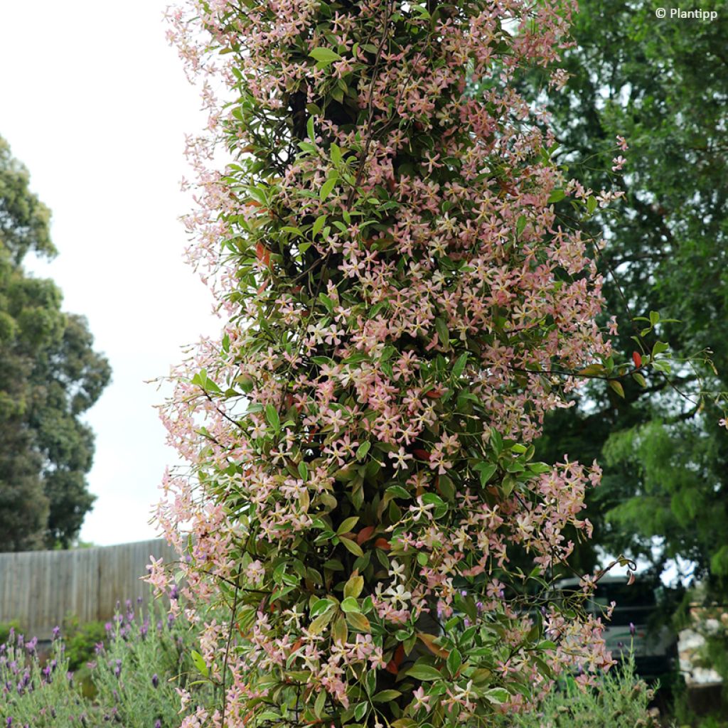 Gelber Sternjasmin Star of Milano - Trachelospermum