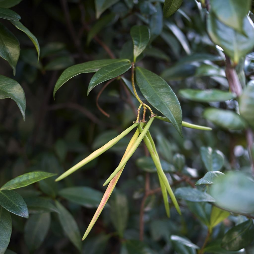 Gelber Sternjasmin Chili & Vanilla Livano - Trachelospermum