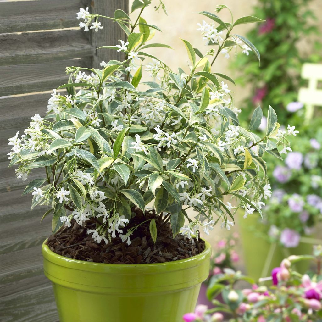 Trachelospermum jasminoides Sun Lover - Jasmin étoilé