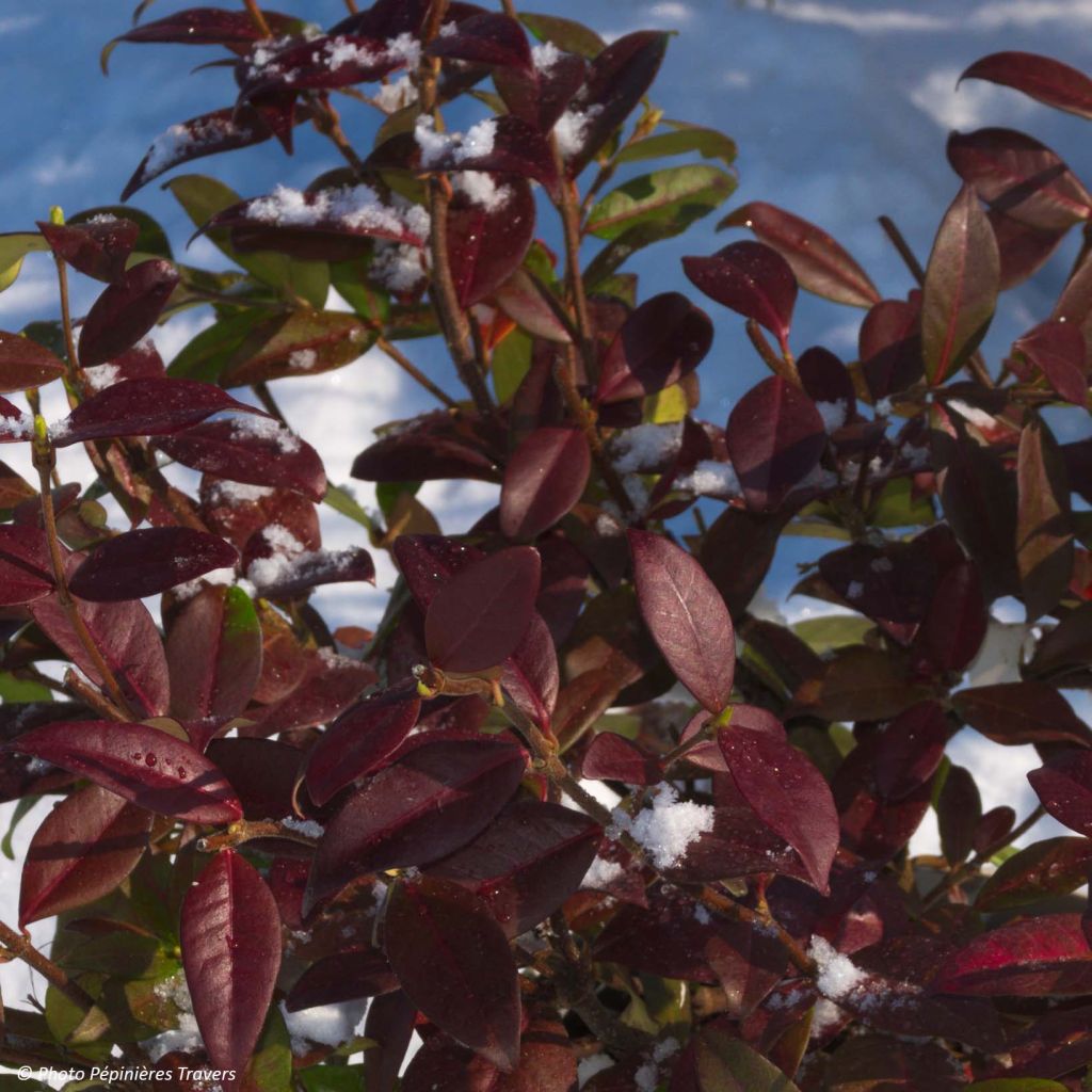 Sternjasmin Winter Ruby 'Trared - Trachelospermum