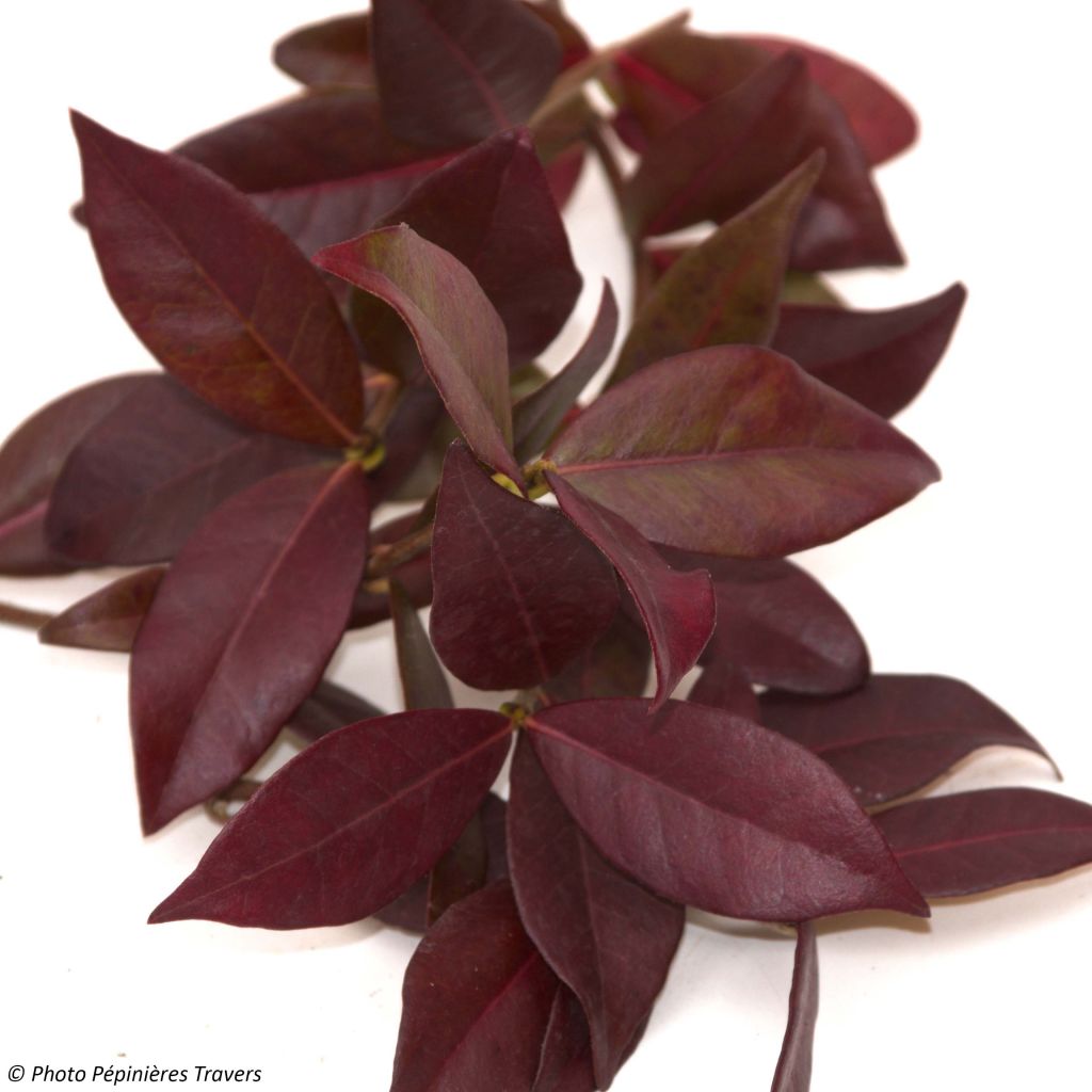 Sternjasmin Winter Ruby 'Trared - Trachelospermum