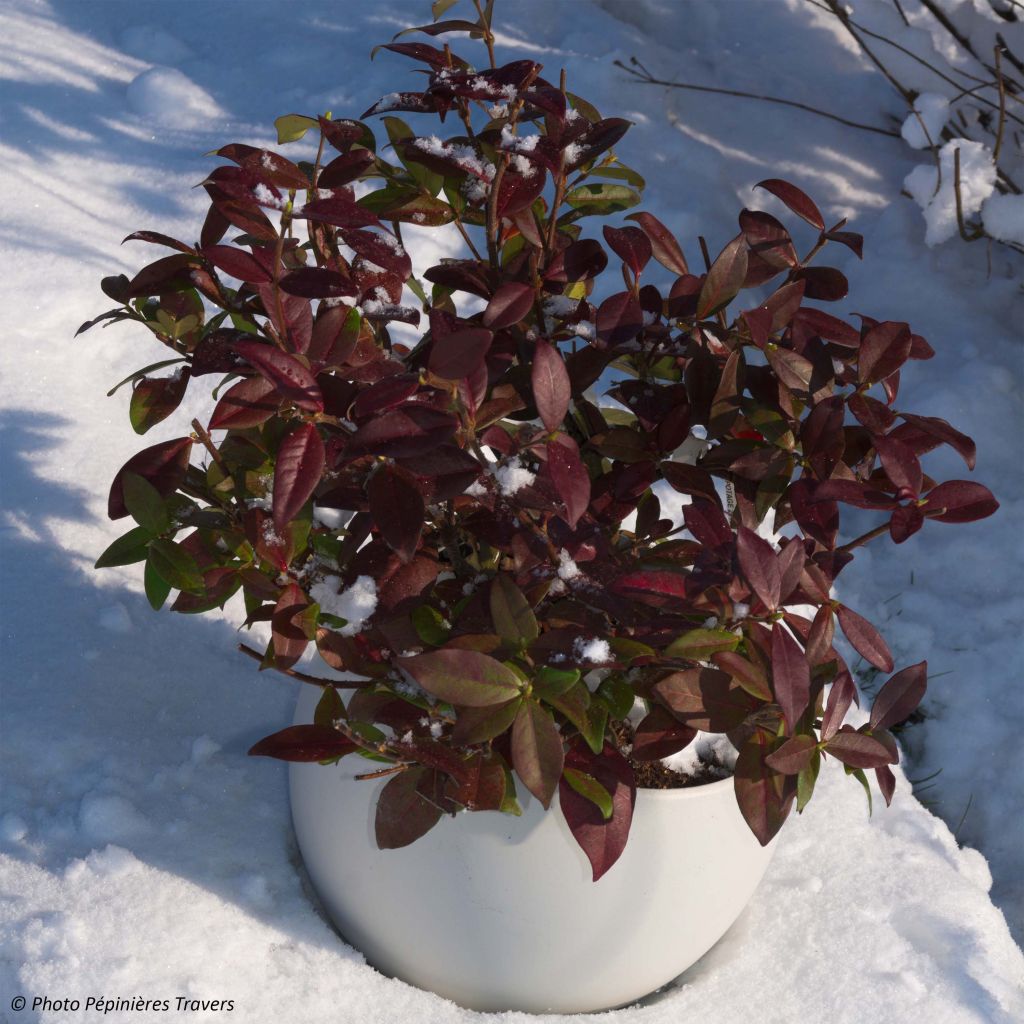 Sternjasmin Winter Ruby 'Trared - Trachelospermum