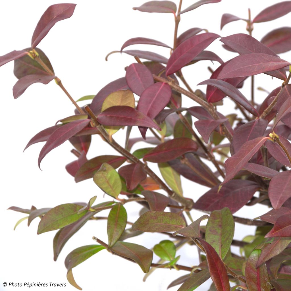 Sternjasmin Winter Ruby 'Trared - Trachelospermum