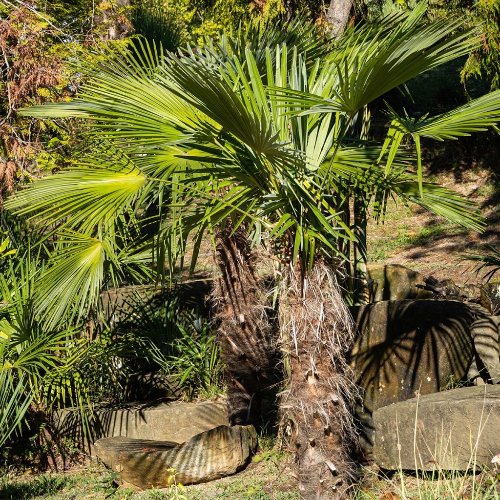 Trachycarpus fortunei - Fächerpalme