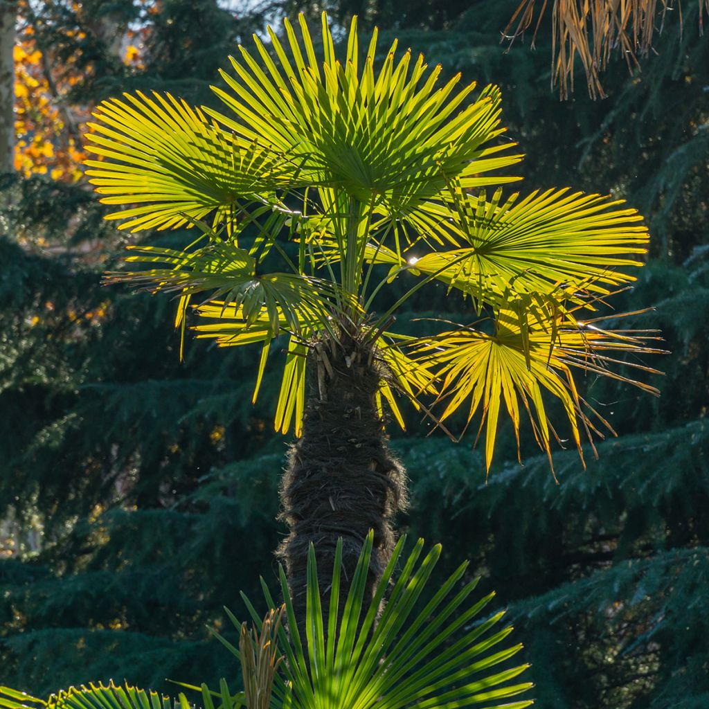 Trachycarpus fortunei - Fächerpalme