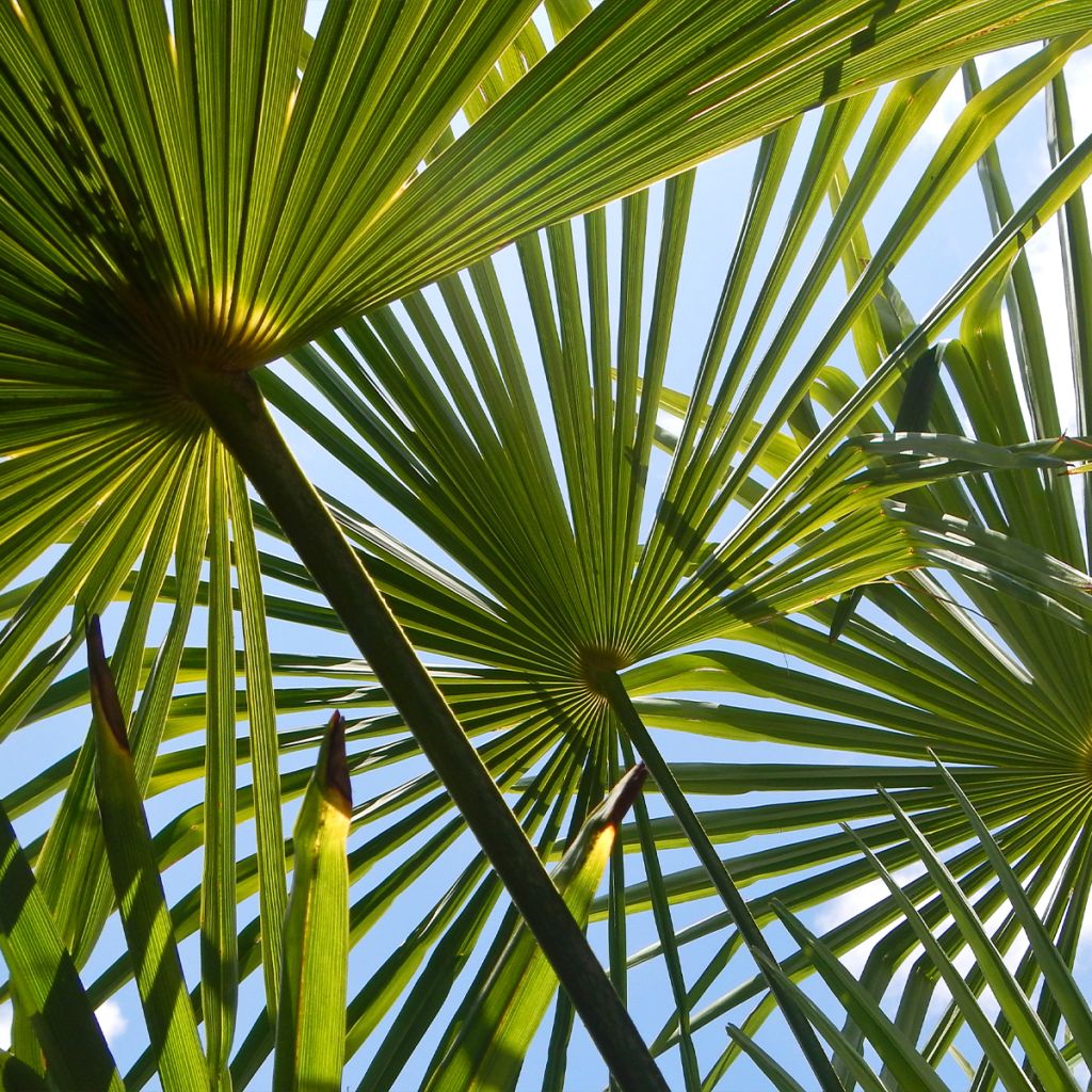 Trachycarpus fortunei - Fächerpalme