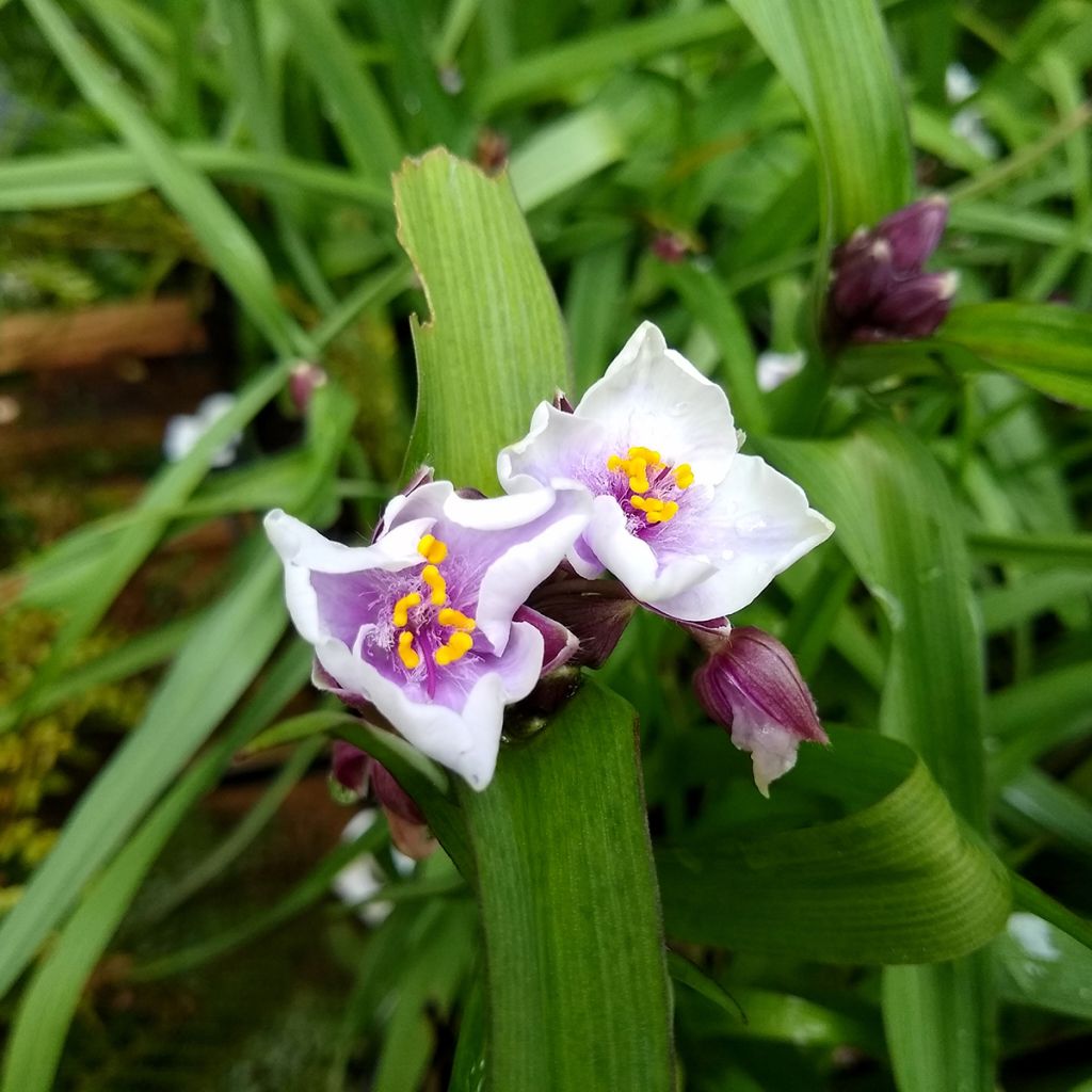 Tradescantia andersoniana Bilberry Ice - Dreimasterblume