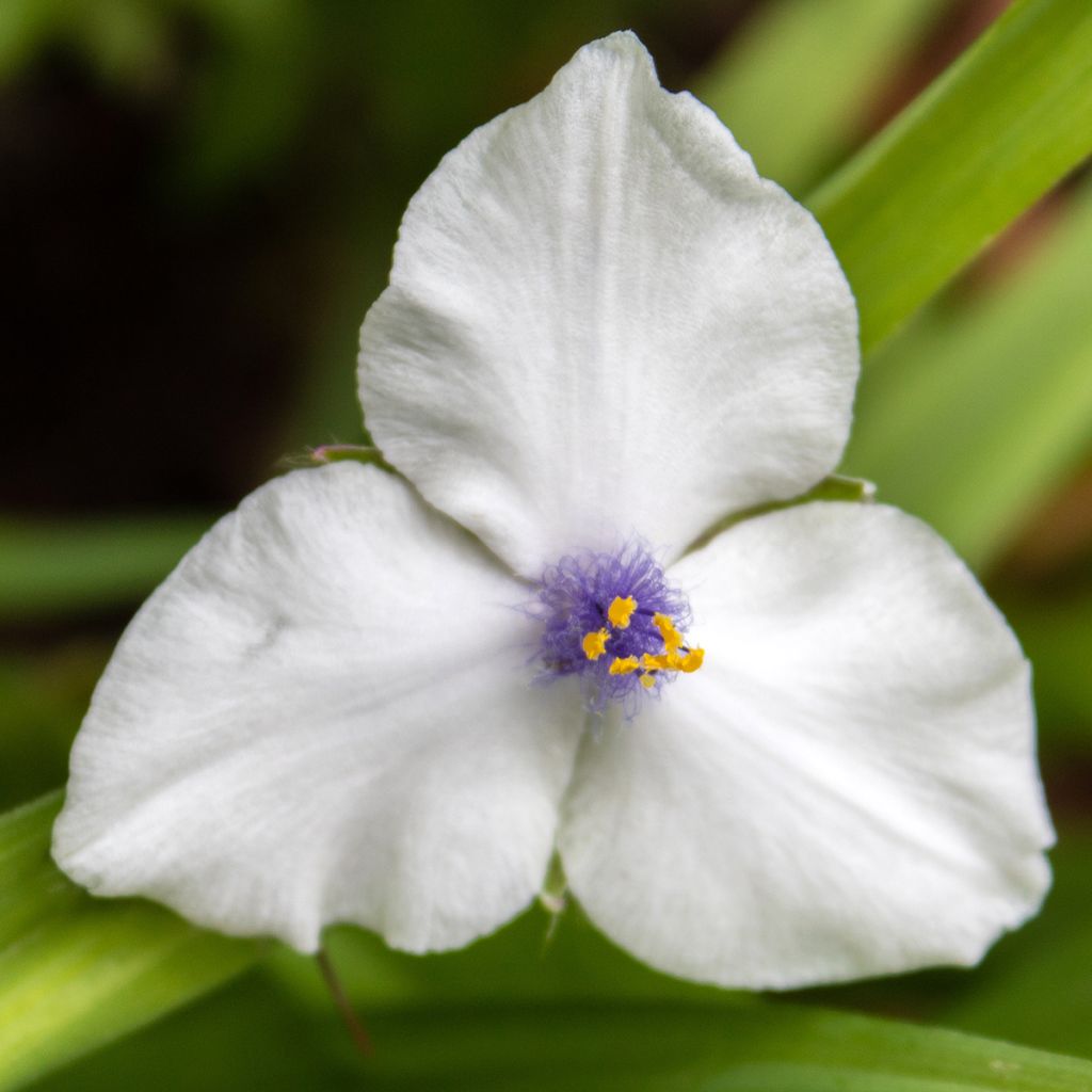 Tradescantia andersoniana Osprey - Dreimasterblume