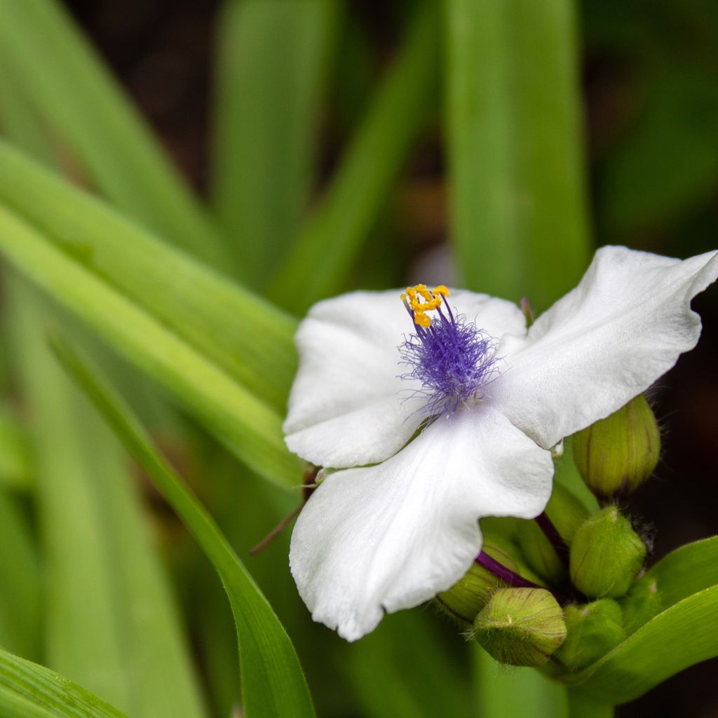 Tradescantia andersoniana Osprey - Dreimasterblume