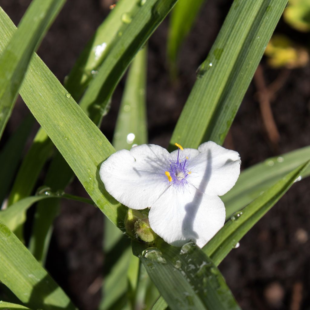 Tradescantia andersoniana Osprey - Dreimasterblume