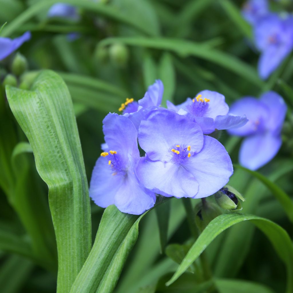 Tradescantia andersoniana Ocean Blue - Dreimasterblume