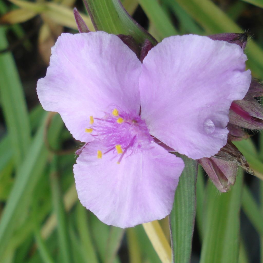 Tradescantia andersoniana Perrine's Pink - Dreimasterblume