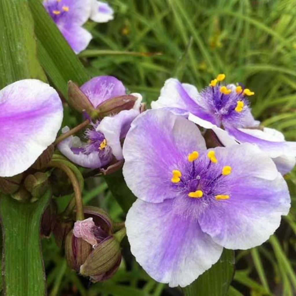 Tradescantia andersoniana Bilberry Ice - Dreimasterblume