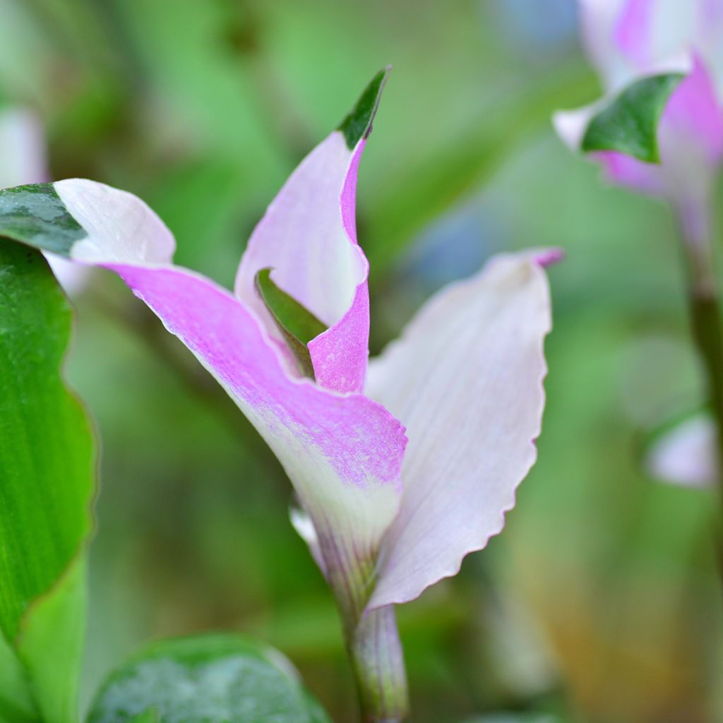 Tradescantia andersoniana Blushing Bride - Dreimasterblume