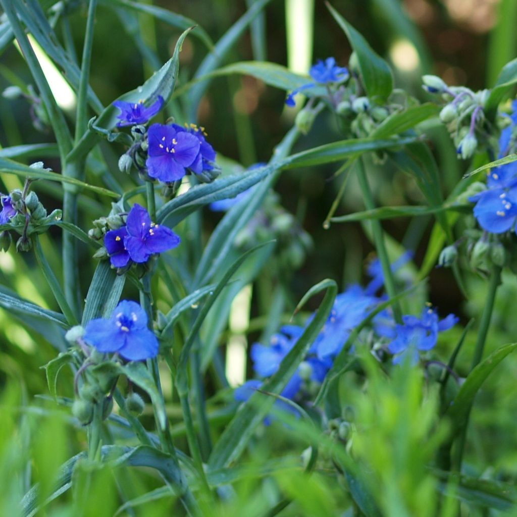 Tradescantia andersoniana Isis - Dreimasterblume