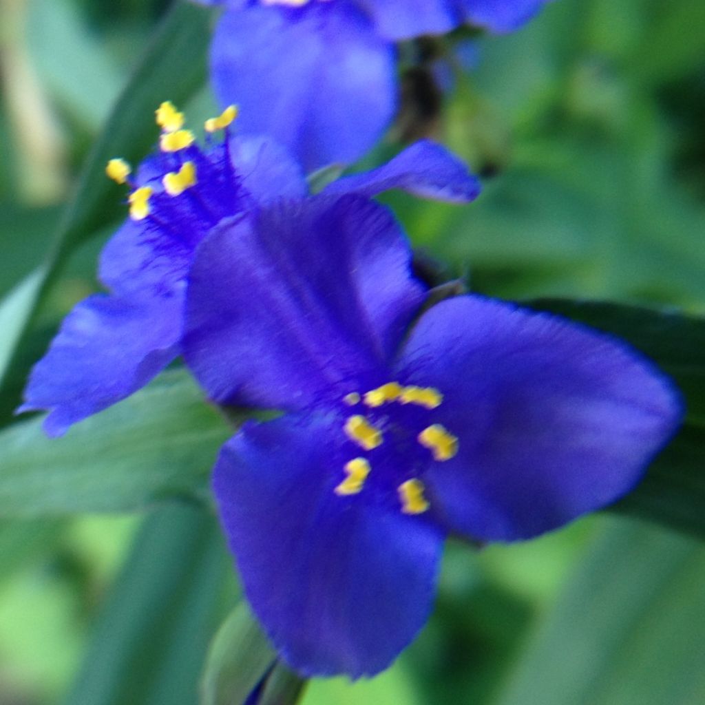 Tradescantia andersoniana Isis - Dreimasterblume