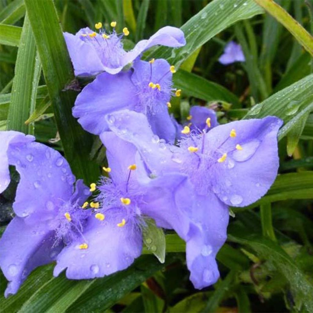 Tradescantia andersoniana JC Weguelin - Dreimasterblume