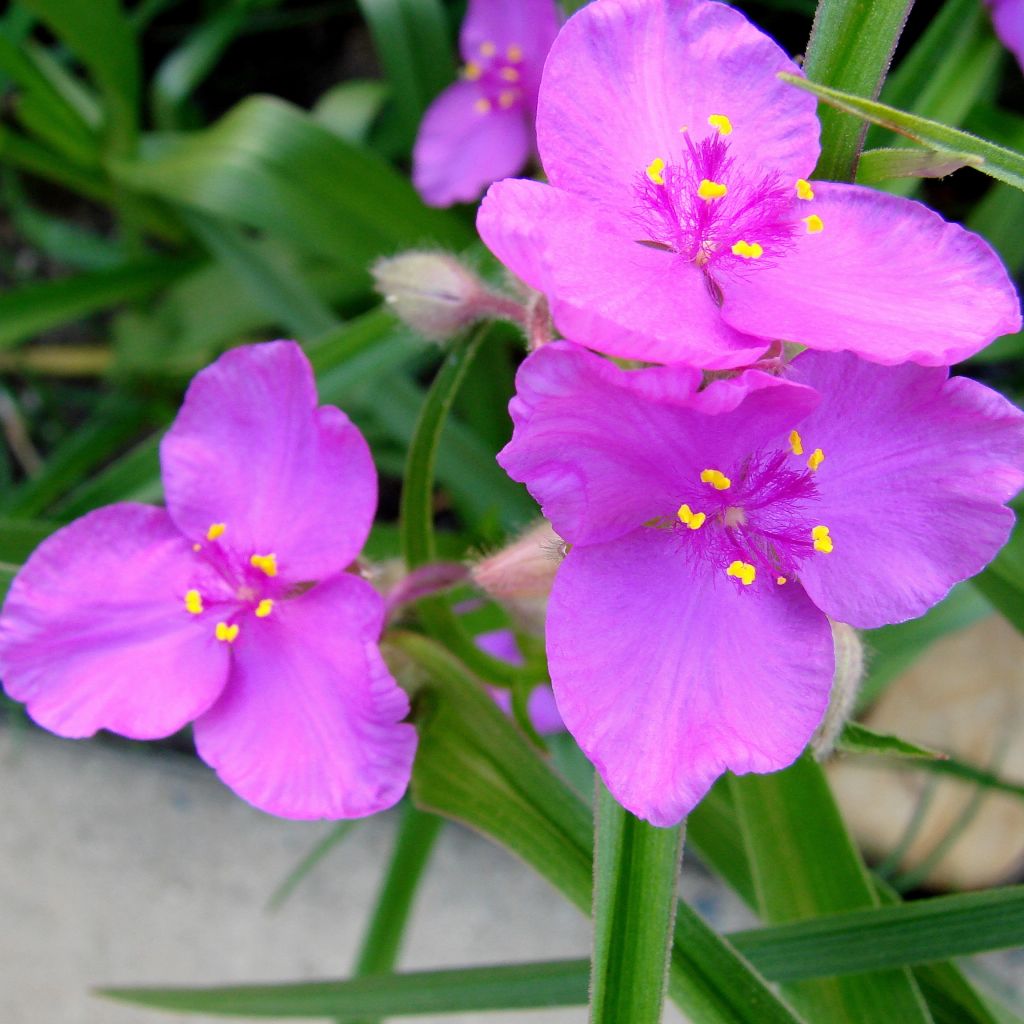 Tradescantia andersoniana Karminglut - Dreimasterblume