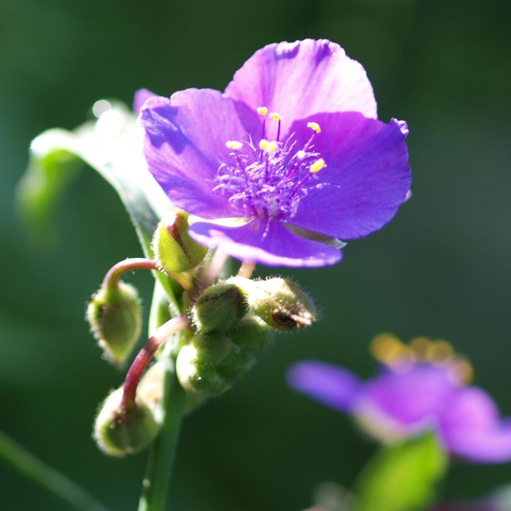 Tradescantia andersoniana Karminglut - Dreimasterblume