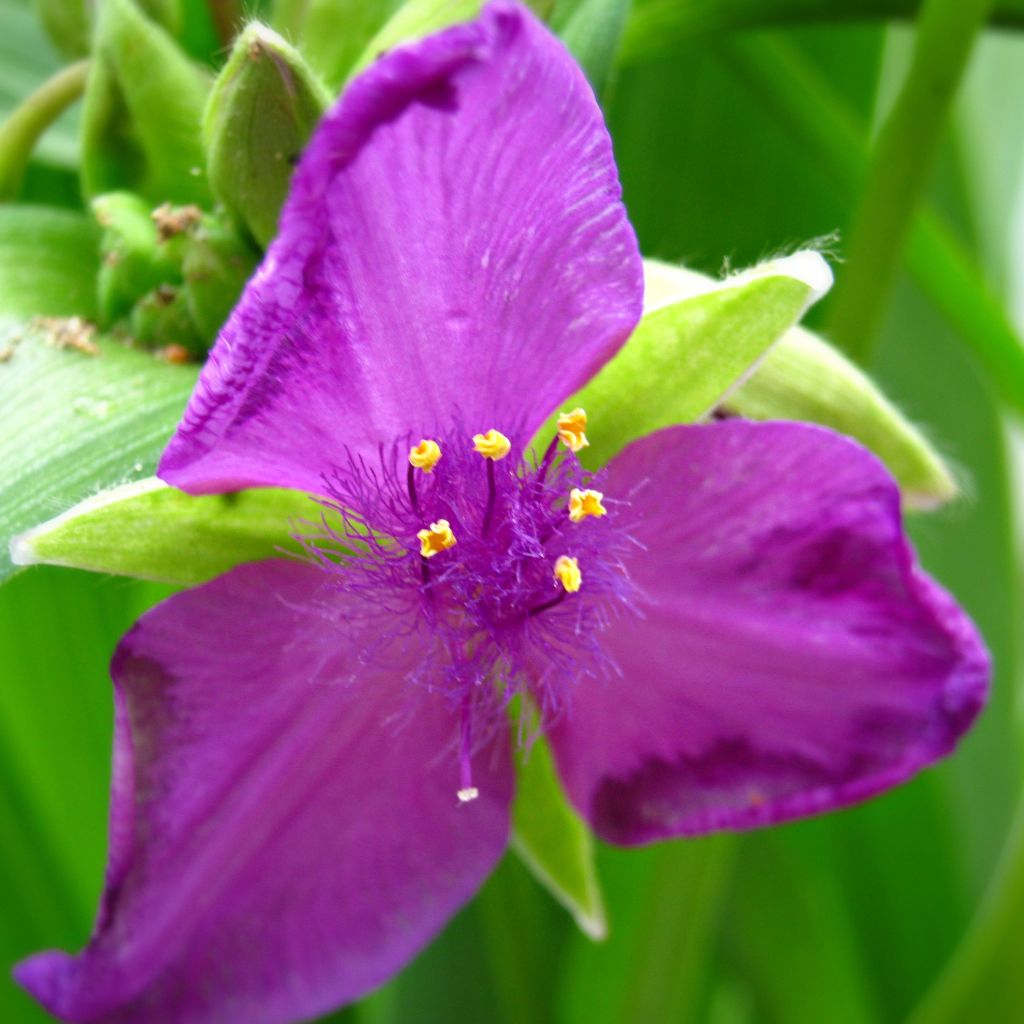 Tradescantia andersoniana Karminglut - Dreimasterblume